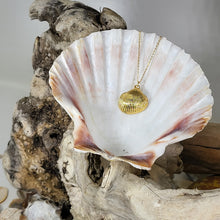 small cockle shell