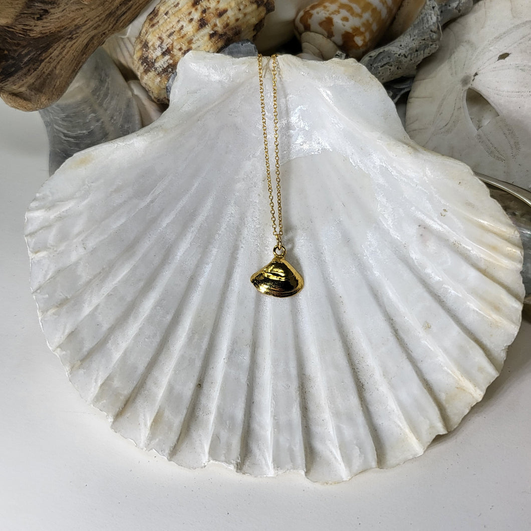 tiny clam shell