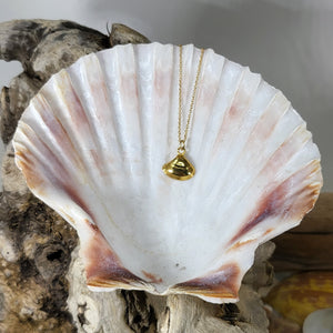 tiny clam shell
